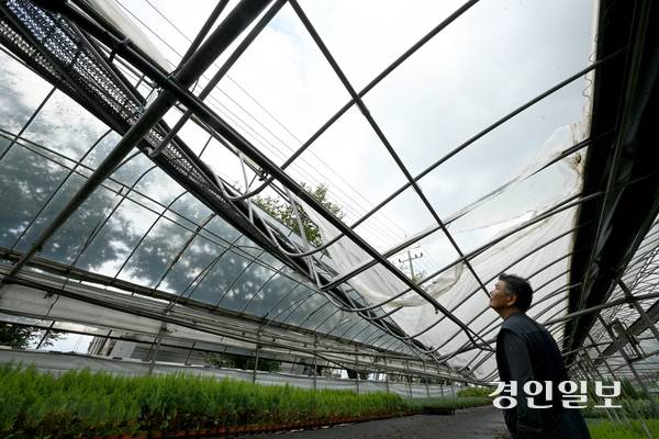 19일 오후 용인시 처인구 남사읍의 한 화훼단지에 지난해 기록적인 폭설로 인해 무너진 비닐하우스가 복구 되지 않은 채 방치되고 있다. 2025.8.19 /최은성기자 ces7198@kyeongin.com