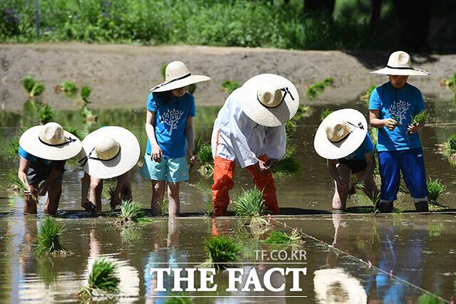 농업 환경 중 폭염 강도는 밭, 과수원, 논 순으로 높은 것으로 나타났다. 같은 밭에서도 그늘 기온은 최대 3.0도 낮아 폭염 시 온열질환 예방 효과가 있는 것으로 조사됐다. /장윤석 기자