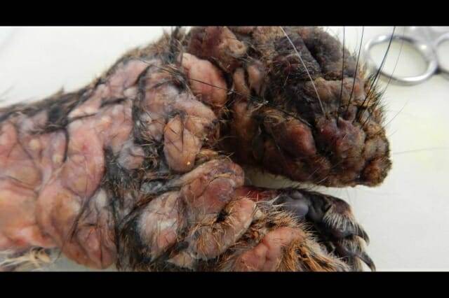 다람쥐 다리와 머리에 생긴 섬유종을 확대한 모습 (사진=코넬 야생동물 건강 연구소/미 뉴욕주 야생동물 건강 프로그램)