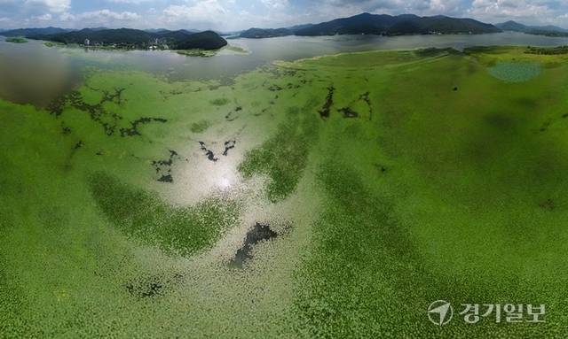 18일 광주시 남종면 팔당호 소내섬 인근 수면이 대규모 마름 군락으로 뒤덮였다. 마름은 매년 확산 속도가 빨라지면서 서식지 면적이 급증하고 있다. 특히 줄기와 수염뿌리에 악취 물질과 남조류 세포가 다량 포함돼 수질을 악화시키고, 용존산소를 고갈시켜 어류와 수생 생태계 전반에 악영향을 준다. 조주현기자