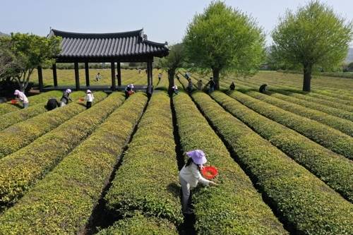 녹차밭에서 한 농민이 작업을 하고 있다. 사진과 기사는 관련 없음. [사진 = 연합뉴스]