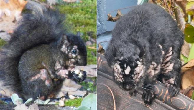 미국·캐나다에 주로 서식하는 회색 다람쥐 일부가 종양에 뒤덮인 채 발견됐다는 목격담이 나오고 있다. /사진=X 갈무리