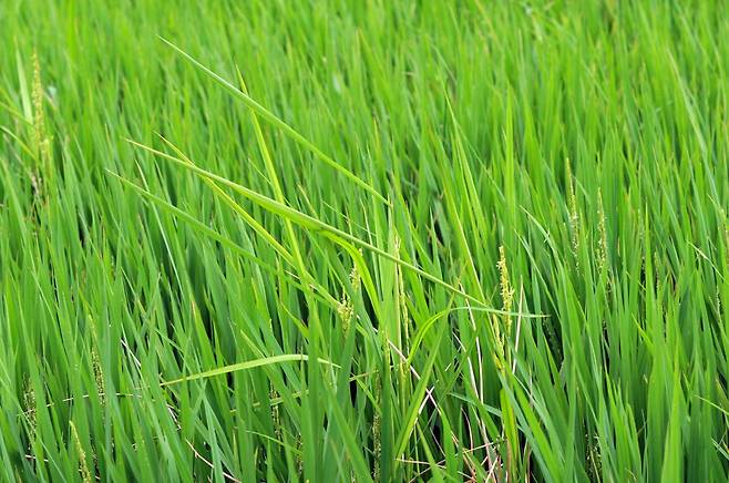 키다리병 출수기병징.