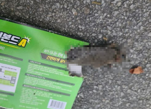 덫에 걸린 쥐.[X(구 트위터) 갈무리]