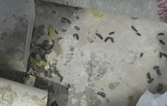 쥐 배설물.[X(구 트위터) 제공]