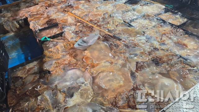 ▲19일 경북 포항시 남구 구룡포항에 들어온 정치망 어선에 물고기가 아닌 해파리가 가득 실려 있다.ⓒ독자 제공