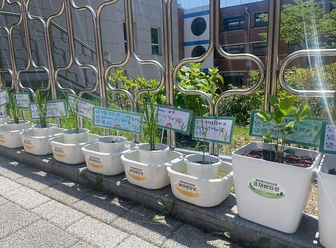 ▲ 성남 복정초등학교 학생들이 직접 기른 화분.&nbsp;/사진제공=성남 복정초등학교
