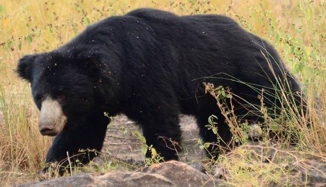 인도를 기반으로 살고 있는 느림보곰./Ranthambore National Park