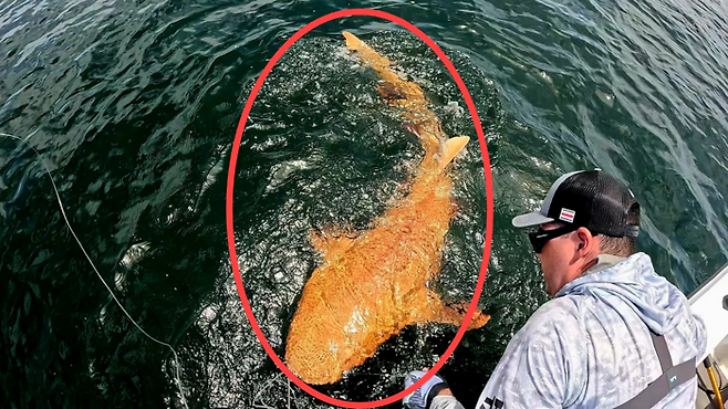 2024년 8월 코스타리카 인근 해안에서 낚싯바늘에 걸린 오렌지색 상어. 백색증과 황색변색증을 모두 가진 것으로 추정된다. 사진=페이스북(Parismina Domus Dei) 캡처