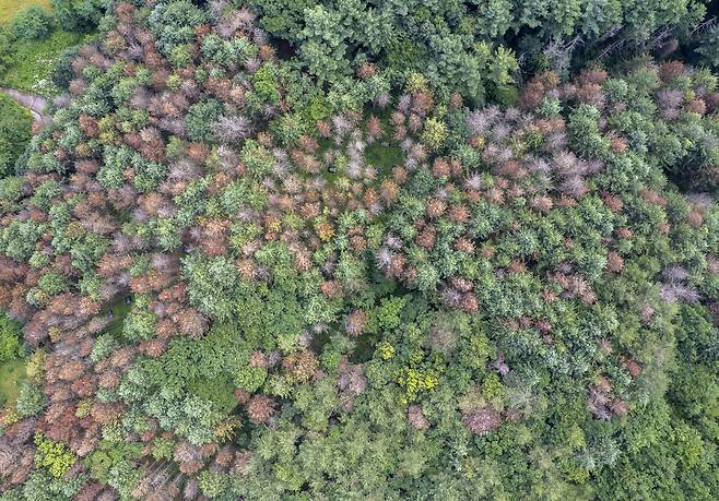 한여름 녹음이 짙게 드리운 산자락에 갈색과 잿빛으로 변한 소나무와 잣나무가 번지고 있다. 잎이 갈색으로 변한 나무와 잎이 모두 떨어져 앙상한 가지만 남은 나무가 섞여 있고, 일부 고사목 주변에는 재선충병 방제를 위한 훈증 처리 비닐 덮개가 보인다.