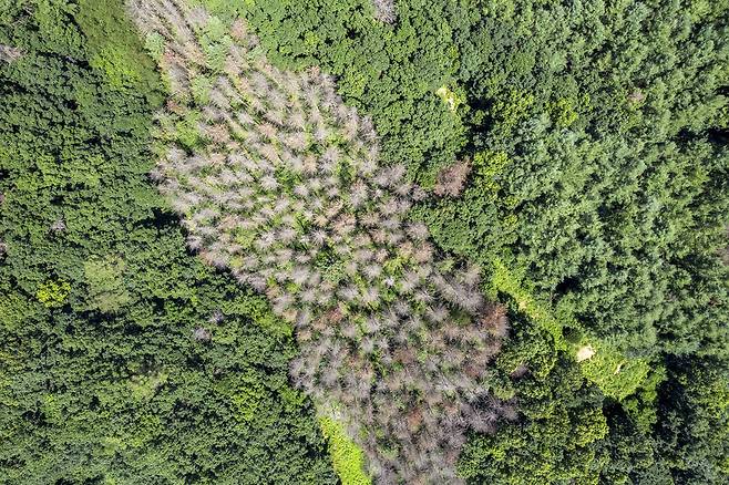 푸른 산자락에 갈색과 회색의 죽음 빛이 띠처럼 번지고 있다.