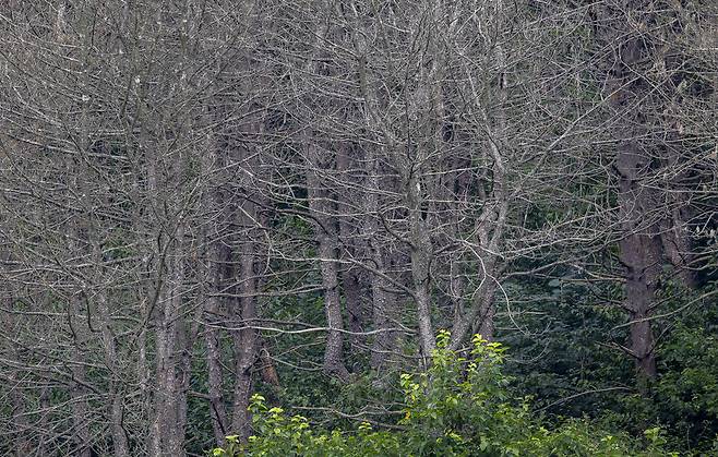 마치 유령의 숲처럼, 잿빛으로 변한 나무들이 빼곡히 서 있다.