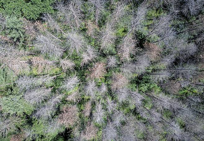 재선충병에 걸려 말라 죽어가는 나무들.