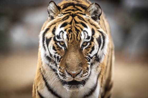 호랑이는 우리 국민들이 가장 좋아하는 동물이다(2017년 국립생물자원관 설문조사). 경북 봉화의 국립백두대간수목원의 '호랑이숲'에 있는 한국호랑이(아무르호랑이). [중앙포토]