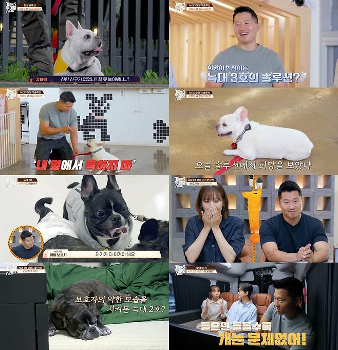 채널A 반려견 솔루션 예능 ‘개와 늑대의 시간’