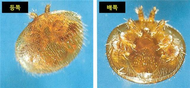 꿀벌응애를 확대 관찰한 모습. 농촌진흥청