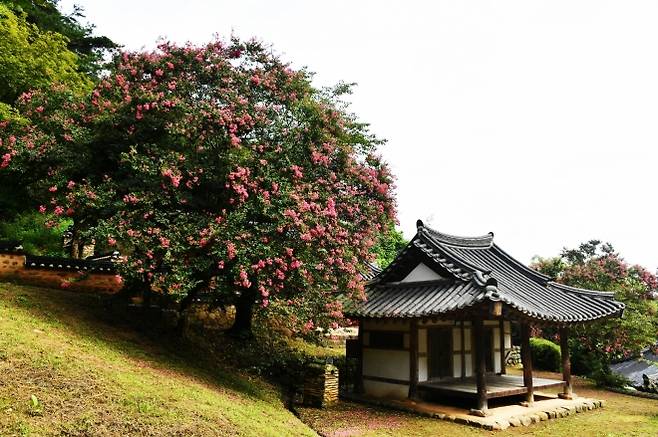 전라남도 기념물 제99호로 지정된 담양군 고서면 분향리 죽림재에 백일홍이 만개 했다. (담양군 제공)