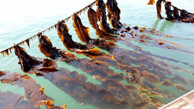 ▲ 백령도 다시마 양식장에서 자라고 있는 슈퍼 다시마. /양진수기자 photosmith@incheonilbo.com