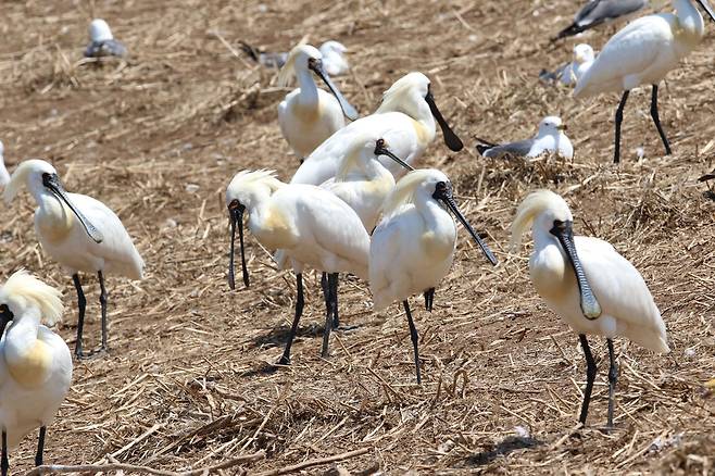 ▲ 구지도에는 저어새 외에도 노랑부리백로, 검은머리물떼새 등 다양한 멸종위기 조류가 서식한다. /양진수 기자 photosmith@incheonilbo.com