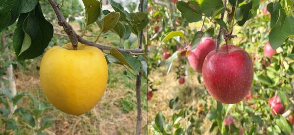 거창군이 기후위기에 대응해 새로운 사과 품종을 보급한다. 새로 보급하는 품종은 '골든볼(왼쪽)'과 '만홍(오른쪽)'이다. /거창군