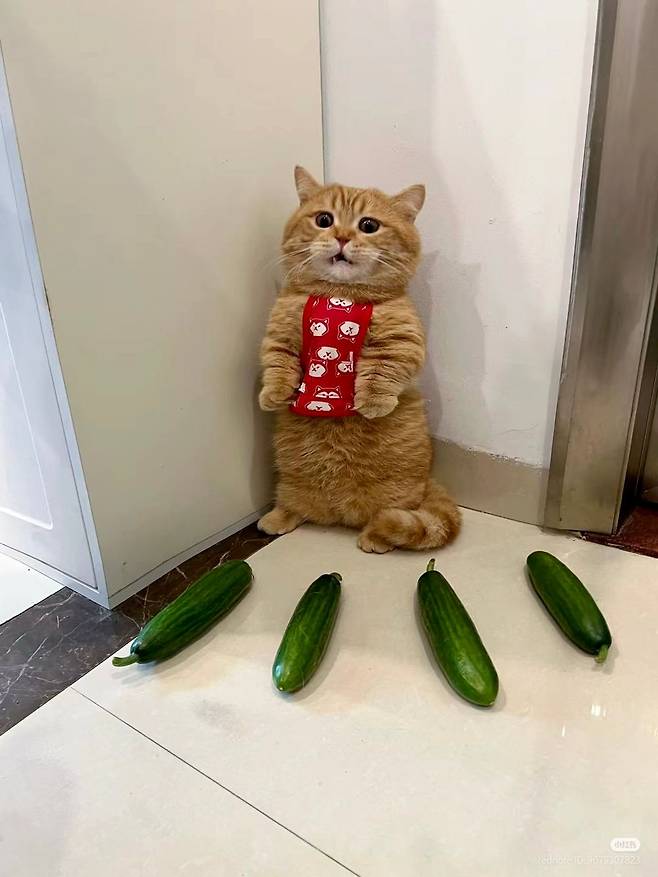 오이가 무서운 고양이