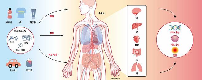 식품 포장재, 병, 화장품 등 플라스틱 소재가 태양광, 기계적 분해, 풍화 작용으로 분해되면서 발생하는 미세플라스틱은 주로 흡입, 섭취, 피부 흡수를 통해 인체로 유입된다. 이렇게 들어온 미세플라스틱은 폐와 위장관 등에 축적되며, 이 과정에서 세포 내부로도 흡수될 수 있다. 또한 미세 플라스틱은 혈액과 림프액을 통해 순환계로 침투해 심장 조직이나 뇌와 같은 주요 장기에도 축적될 수 있으며, 이는 심각한 건강 위험을 초래할 수 있다는 우려가 커지고 있다. 건강한겨레디자인팀