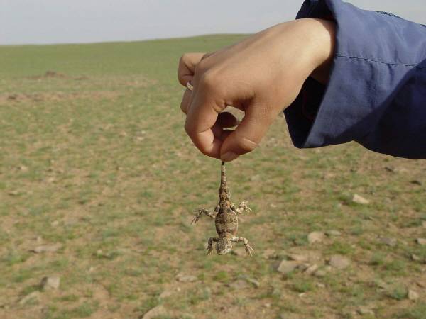 고비사막에서 생활하는 도마뱀.