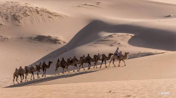 고비사막에서 낙타꾼이 낙타를 끌고 가는 모습. 출처 A_ADIYA.