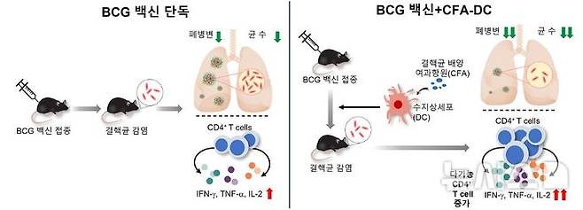 [서울=뉴시스] BCG 백신 단독 마우스 그룹보다 수지상세포 병용 그룹에서 결핵 백신 효과가 뛰어났다. (사진= 세브란스 제공)