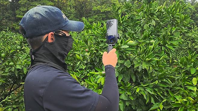 감귤나무 촬영 / 사진=제주도