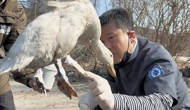 박철 로얄동물메디컬센터 원장이 산불 현장에서 화상 입은 오리를 치료하는 모습(병원 제공) ⓒ 뉴스1