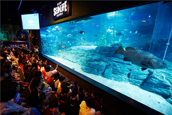 관람객들이 SEA LIFE 부산 아쿠아리움 바다극장에서 해양생물을 감상하고 있다. [사진=SEA LIFE 부산 아쿠아리움]