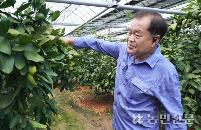 2021년부터 충남 부여에서 감귤 재배를 시작한 박주형씨(66)가 시설하우스에서 감귤나무를 살펴보고 있다.