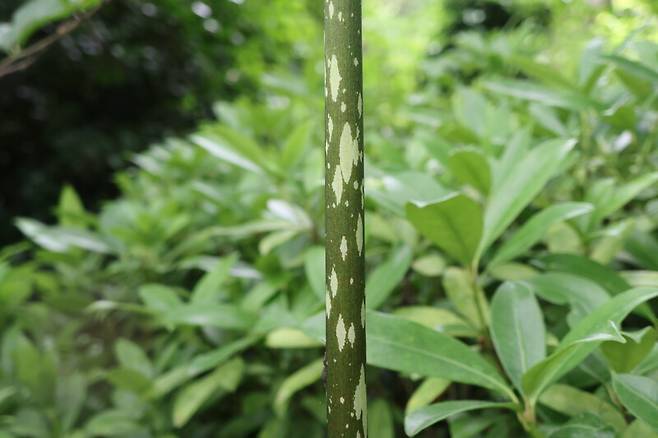 큐슈곤약 줄기의 모습. 올리브색의 줄기에 흰색 반점이 듬성듬성 나 있다. 천리포수목원 제공