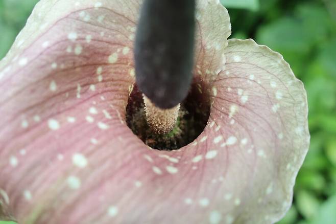 큐슈곤약 꽃차례의 모습. 천리포수목원 제공