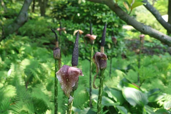 나무 그늘 습한 곳에서 자란 큐슈곤약. 천리포수목원 제공