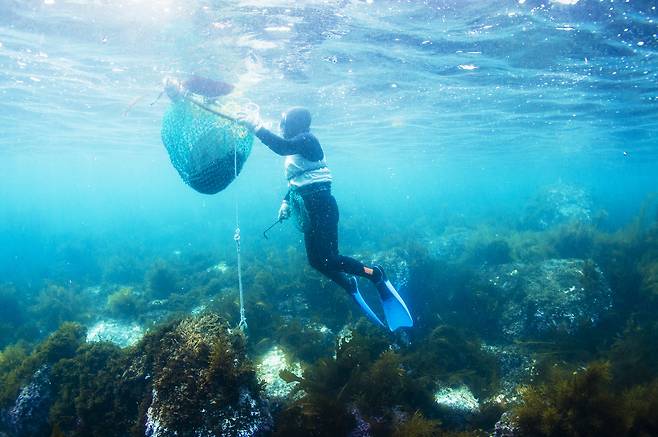 A haenyeo harvests seafood off the coast of Seogwipo, Jeju Island. (Korea Tourism Organization)