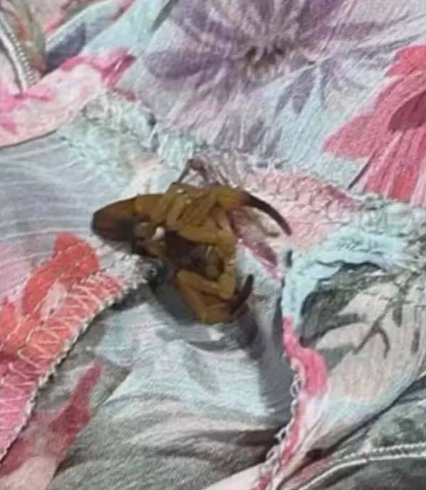 브라질의 한 쇼핑몰 내 SPA 브랜드 ‘자라(ZARA)’ 매장에서 옷을 갈아입던 여성이 전갈에 쏘이는 일이 벌어졌다./사진=더선