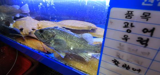 Flatfish such as flounder and rockfish are displayed in a tank at a shop in Noryangjin Fisheries Wholesale Market in Dongjak District, southern Seoul, on Aug. 25. [YONHAP]