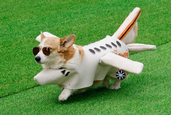 23일(현지시간) 리투아니아 빌뉴스의 빙기스 공원(Vingis Park)에서 열린 ‘코기 레이스 빌뉴스 2025’ 행사 일환인 코스튬 콘테스트에 한 코기가 입장하고 있다. [AFP]