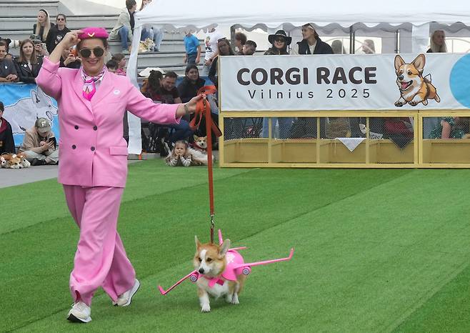지난 23일(현지시간) 리투아니아 빌뉴스에서 열린 ‘코기 레이스 빌뉴스 2025’ 의 코스튬 콘테스트에서 한 여성이 자신의 코기와 함께 퍼포먼스를 선보이고 있다. [로이터]