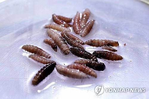 나사벌레 (파코라 <파나마> 로이터=연합뉴스 자료사진) 2025년 6월 11일 파나마 파코라 소재 생식불능 나사벌레 생산공장에서 촬영된 나사벌레 유충의 모습.  (REUTERS/Enea Lebrun/File Photo) 2025.8.25.