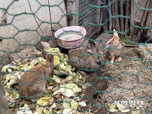 25일 인천시 계양구 계산동의 한 카센터와 다세대주택 사이 좁은 골목에 18마리의 토끼가 사육되고 있는 토끼장의 모습. 2025.8.25 /송윤지기자 ssong@kyeongin.com