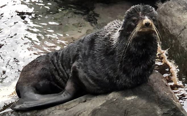 2020년 3월 울릉도 북면 선창에서 발견된 물개. /