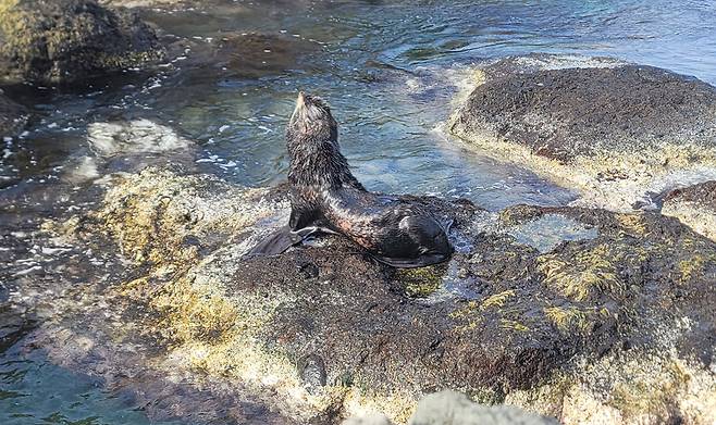 최근 독도에서 촬영된 물개. /자료사진