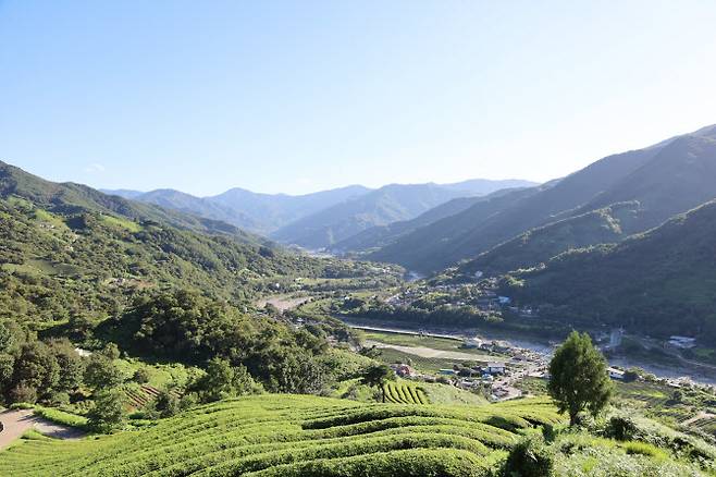 화개면 일대 (사진=한국관광공사)