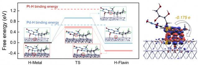 계산화학을 통한 FAD의 수소 흡착·탈착 반응 경로를 보여주는 그림. 왼쪽그림은 FAD를 전극에 입힌 경우(분홍 실선)는 기존 Pt 전극(분홍 점선)보다 수소 흡착 에너지가 낮아져 포름산 산화시 표면에 불필요하게 남아 있는 H를 효과적으로 제거한다. 반면, 오른쪽 그림 Pd 전극에서는 FAD가 전자를 공급하여 H+ 흡착을 촉진함으로써 수소 생성·저장 반응을 가속화한다.(그림=UNIST)