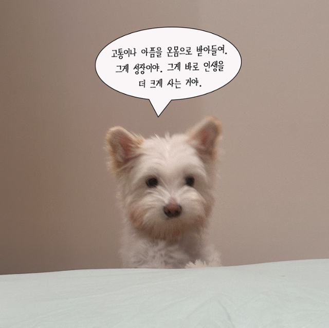 오늘의 주인공 사자 등장