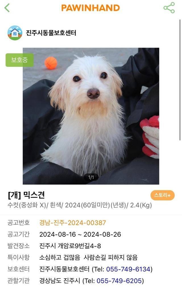 포인핸드에 올라왔던 사자의 입양 공보