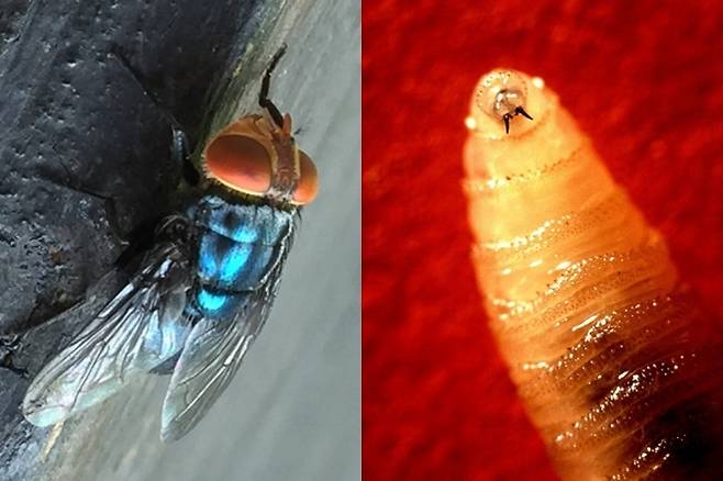 살아있는 동물의 살을 파먹는 기생파리 ‘코클리오미아 호미니보락스’(Cochliomyia hominivorax)와 그 유충. 일명 ‘신대륙 나사벌레’라고도 불린다.  텍사스 A&M대학·위키피디아